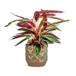 Stromanthe Sanguinea Triostar 33 Stromanthe Sanguinea Triostar -Indoor Plants Store Stromanthe sanguinea Triostar Lauri Metal Plant Pot Set Of 4 Lilac