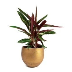 Stromanthe Sanguinea Triostar 34 Stromanthe Sanguinea Triostar -Indoor Plants Store Stromanthe sanguinea Triostar Mini Orb Kevan Plant Pot Metallic Copper 117b3137 bd7b 4244 a15d db7049a2ecb5