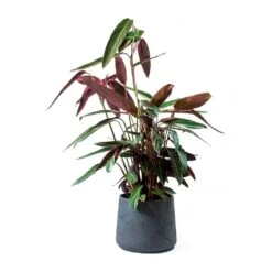 Stromanthe Sanguinea Triostar 30 Stromanthe Sanguinea Triostar -Indoor Plants Store Stromanthe sanguinea Triostar Patt Black Washed Planter