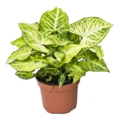 Syngonium Nephthytis Arrow - Arrow Plant -Indoor Plants Store Syngonium nephphytis Arrow Arrow Plant 12cm