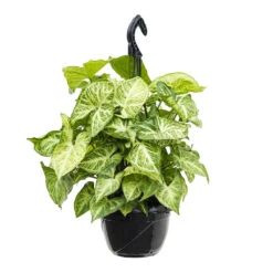 Syngonium Nephthytis Arrow - Arrow Plant -Indoor Plants Store Syngonium nephphytis Arrow Arrow Plant 16cm