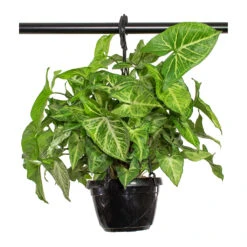 Syngonium Nephthytis Arrow - Arrow Plant -Indoor Plants Store Syngonium nephphytis Arrow Arrow Plant 16cm 71828443 31e5 4501 a213 71f0261a69ab