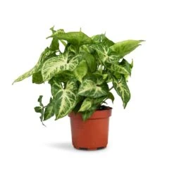 Syngonium Nephthytis Arrow - Arrow Plant -Indoor Plants Store Syngonium nephthytis Arrow Arrow Plant 12x25cm