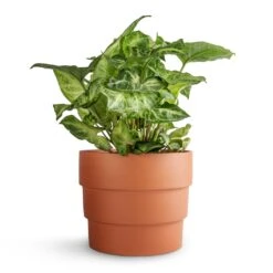 Syngonium Nephthytis Arrow - Arrow Plant -Indoor Plants Store Syngonium nephthytis Arrow Arrow Plant 12x25cm Boston Tiered Plant Pot Terracotta 16.5x14cm ac8d8d63 258c 4789 9c4c 545136e19f3a