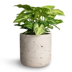 Syngonium Nephthytis Arrow - Arrow Plant -Indoor Plants Store Syngonium nephthytis Arrow Arrow Plant 12x25cm Charlie Plant Pot Grey Washed 15x15cm