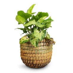Syngonium Nephthytis Arrow - Arrow Plant -Indoor Plants Store Syngonium nephthytis Arrow Arrow Plant 12x25cm Jane Plant Baskets Set5 Jungle