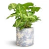 Syngonium Nephthytis Arrow - Arrow Plant -Indoor Plants Store Syngonium nephthytis Arrow Arrow Plant 12x25cm Lazzaro Plant Pot Vintage Foliage 15x13cm