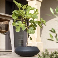 Tara Natural Bowl Planter - Black -Indoor Plants Store TaraNaturalPlanter Black 3