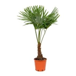 Trachycarpus Fortunei - Windmill Palm -Indoor Plants Store Trachycarpus fortunei Windmill Palm 27x115cm