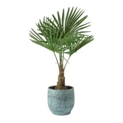 Trachycarpus Fortunei - Windmill Palm -Indoor Plants Store Trachycarpus fortunei Windmill Palm Evi Antique Bronze Plant Pot