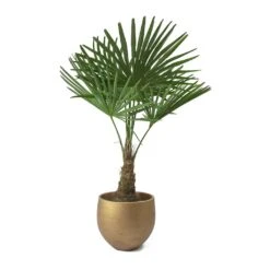 Trachycarpus Fortunei - Windmill Palm -Indoor Plants Store Trachycarpus fortunei Windmill Palm Mini Orb Kevan Plant Pot Metallic Copper Plant Pot