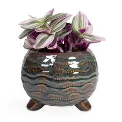 Dewi Plant Pot - Marrakesh -Indoor Plants Store Tradescantia albiflora Nanouk Fantasy Venice 12x20cm Dewi Plant Pot Marrakesh 18x14cm ab7664e9 3f12 40d0 8c91 8405f298b238
