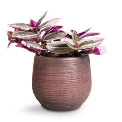 Lydia Plant Pot - Shiny Purple -Indoor Plants Store Tradescantia albiflora Nanouk Fantasy Venice 12x20cm Lydia Plant Pot Shiny Purple 15x13cm
