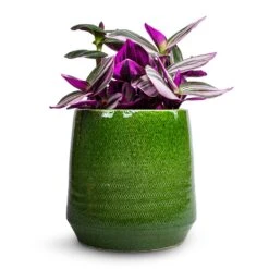 Remi Plant Pot - Green 26 Remi Plant Pot - Green -Indoor Plants Store Tradescantia albiflora Nanouk Fantasy Venice 12x20cm Remi Plant Pot Green 15x15cm