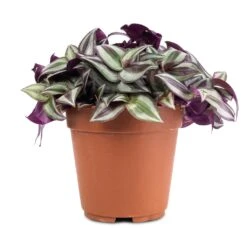 Tradescantia Zebrina - Inch Plant 16 Tradescantia Zebrina - Inch Plant -Indoor Plants Store Tradescantia zebrina Inch Plant 12x10cm