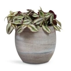Dex Plant Pot - Earth 21 Dex Plant Pot - Earth -Indoor Plants Store Tradescantia zebrina Inch Plant 12x10cm Dex Plant Pot Earth 19x16cm 6f8f2394 de96 4614 87e6 9cc037320325