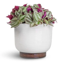 Jayla Plant Pot - White -Indoor Plants Store Tradescantia zebrina Inch Plant 12x10cm Jayla Plant Pot White 17x14cm 0a447714 fee5 4bec 8c3c c4219cec879b
