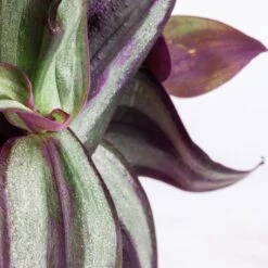 Tradescantia Zebrina - Inch Plant 17 Tradescantia Zebrina - Inch Plant -Indoor Plants Store Tradescantia zebrina Inch Plant SWATCH 2