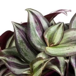 Tradescantia Zebrina - Inch Plant 19 Tradescantia Zebrina - Inch Plant -Indoor Plants Store Tradescantia zebrina Inch Plant SWATCH