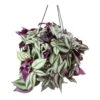 Tradescantia Zebrina - Inch Plant -Indoor Plants Store Tradescantia zebrina Wandering Jew Houseplant