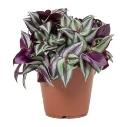 Tradescantia Zebrina - Inch Plant 14 Tradescantia Zebrina - Inch Plant -Indoor Plants Store Tradescantia zebrina Wandering Jew Small