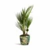 Washingtonia Robusta - Mexican Fan Palm 2 Washingtonia Robusta - Mexican Fan Palm -Indoor Plants Store Washingtonia robusta Mexican Fan Palm 15x50cm Monza PlantPot Botanical Fern 17x17cm