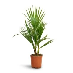Washingtonia Robusta - Mexican Fan Palm -Indoor Plants Store Washingtonia robusta Mexican Fan Palm 15x60cm