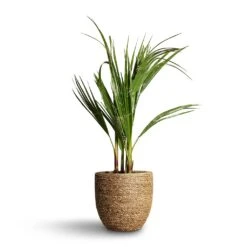 Cody Plant Pot - Straw Grass -Indoor Plants Store Washingtonia robusta Mexican Fan Palm 15x60cm Cody Plant Pot Straw Grass 22x20cm d3f4bb83 8542 457f beb1 a8d44faa5594