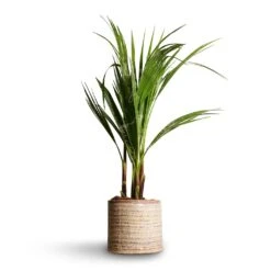 Washingtonia Robusta - Mexican Fan Palm -Indoor Plants Store Washingtonia robusta Mexican Fan Palm 15x60cm Hera Plant Pot Ivory 17x16cm