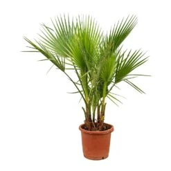 Washingtonia Robusta - Mexican Fan Palm -Indoor Plants Store Washingtonia robusta Mexican Fan Palm