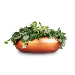 Metallic Boat Planter - Matt Copper -Indoor Plants Store White Wonder Satin Pathos Metallic Boat Planter Matt Copper 56x23x20cm