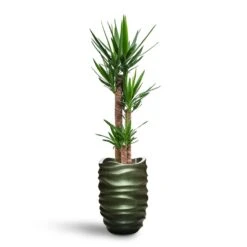 Yucca - HydroCare 30 Yucca - HydroCare -Indoor Plants Store Yucca HydroCare Gradient Lee Partner Planter Matt Forest