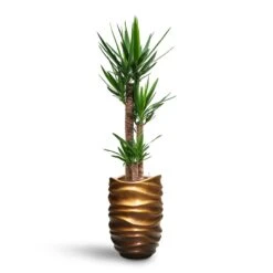 Yucca - HydroCare 29 Yucca - HydroCare -Indoor Plants Store Yucca HydroCare Gradient Lee Partner Planter Matt Honey