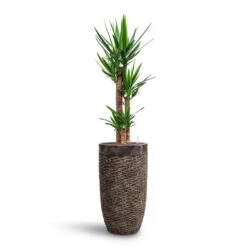 Yucca - HydroCare 28 Yucca - HydroCare -Indoor Plants Store Yucca HydroCare Luxe Lite Layer Partner Planter Bronze
