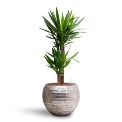 Opus Hammered Globe Planter - Silver 26 Opus Hammered Globe Planter - Silver -Indoor Plants Store Yucca Hydroculture 2 stems Opus Hammered Globe Planter Silver 40 x 32cm fc82cbb6 28f4 4e22 aca4 ef6949671494