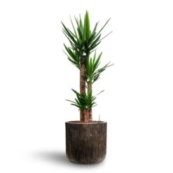 Yucca - HydroCare 21 Yucca - HydroCare -Indoor Plants Store Yucca Hydroculture 3 stems Luxe Lite Waterfall Cylinder Planter Bronze 40 x 38cm