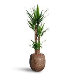 Yucca - HydroCare 23 Yucca - HydroCare -Indoor Plants Store Yucca Hydroculture 3 stems Polystone Coated Balloon Planter Rock 42 x 42cm