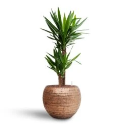 Yucca - HydroCare 24 Yucca - HydroCare -Indoor Plants Store Yucca Hydroculture2 stems Opus Hammered Globe Planter Gold 40 x 32cm