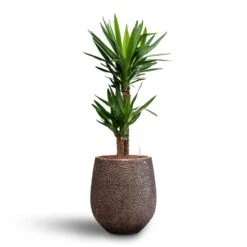 Yucca - HydroCare 22 Yucca - HydroCare -Indoor Plants Store Yucca Hydroculture2 stems Opus Hit Darcy Planter Gold 38 x 42cm