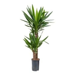 Yucca - HydroCare 20 Yucca - HydroCare -Indoor Plants Store Yucca Multi Stem Hydroculture Indoor Plant 2Stems