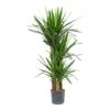Yucca - HydroCare -Indoor Plants Store Yucca Multi Stem Hydroculture Indoor Plant 3Stems