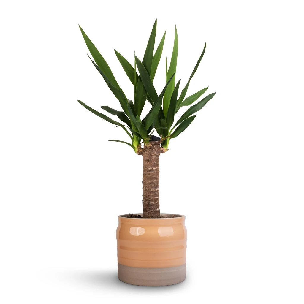 Puro Ripple Plant Pot - Peach 4 Puro Ripple Plant Pot - Peach - Image 2