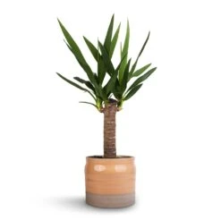 Yucca Elephantipes - Spineless Yucca -Indoor Plants Store Yucca elephantipes Spineless Yucca 14x60cm Puro Ripple Plant Pot Peach 17x16cm 46a05443 b5cb 422b a2bf e59f8275c0eb