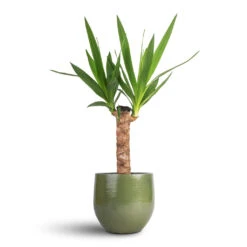 Zembla Plant Pot - Green -Indoor Plants Store Yucca elephantipes Spineless Yucca 14x60cm Zembla Plant Pot Green 18x16cm
