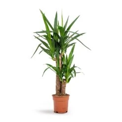Yucca Elephantipes - Spineless Yucca -Indoor Plants Store Yucca elephantipes Spineless Yucca 17x70cm 2stems b81feaf1 589d 4d26 a8e9 98341595809b