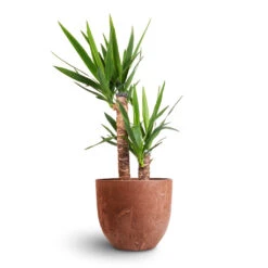 Yucca Elephantipes - Spineless Yucca -Indoor Plants Store Yucca elephantipes Spineless Yucca 17x75cm 2 stems Bola Artstone Plant Pot Oak 28x24cm 3e7d453a 49ea 4953 8e21 75e7ec01425d