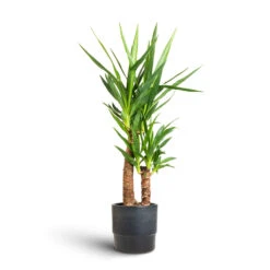 Yucca Elephantipes - Spineless Yucca -Indoor Plants Store Yucca elephantipes Spineless Yucca 17x75cm 2 stems Erik Plant Pot Denim 20x18cm 12172a6c d381 4af3 b9f2 aad55de4736f