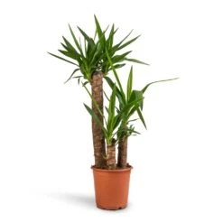 Yucca Elephantipes - Spineless Yucca -Indoor Plants Store Yucca elephantipes Spineless Yucca 21x100cm 3stems