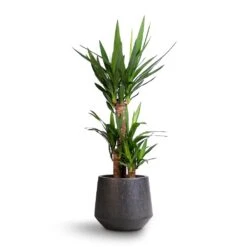 Yucca Elephantipes - Spineless Yucca -Indoor Plants Store Yucca elephantipes Spineless Yucca 21x90cm Raindrop Tube Round Planter Anthracite 95d2d7c8 2c84 4dbd 8d58 40c76d2dad16