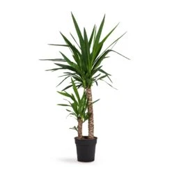 Yucca Elephantipes - Spineless Yucca -Indoor Plants Store Yucca elephantipes Spineless Yucca 21x95cm 2stems